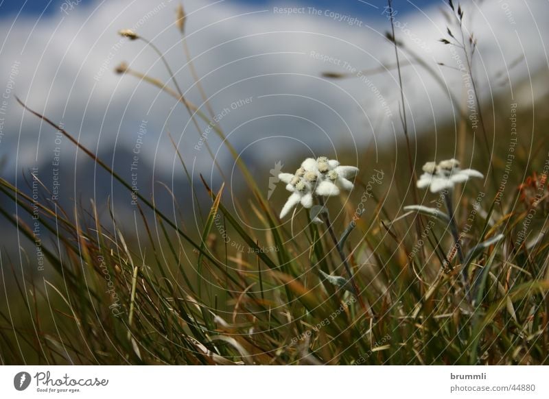 Stella Alpina Edelweiss Mountain meadow Alpine pasture Flower meadow Blossom Environmental protection Dolomites nobly Alps red list monzoni Climbing