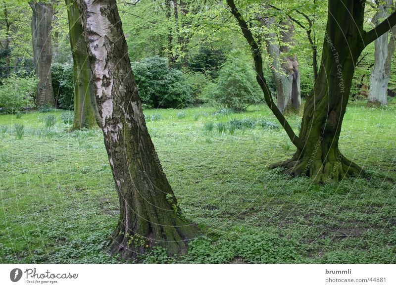 magic forest Forest Birch tree Beech tree Tree trunk Undergrowth Spring Cemetery Park Green Dortmund Jump Rain Botanical gardens easter cemetary