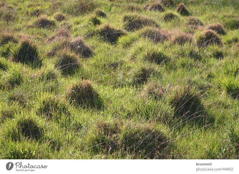 camel cemetery Meadow Tuft of grass Bog Habitat Green Country art Dwarf Nature Troll swamp