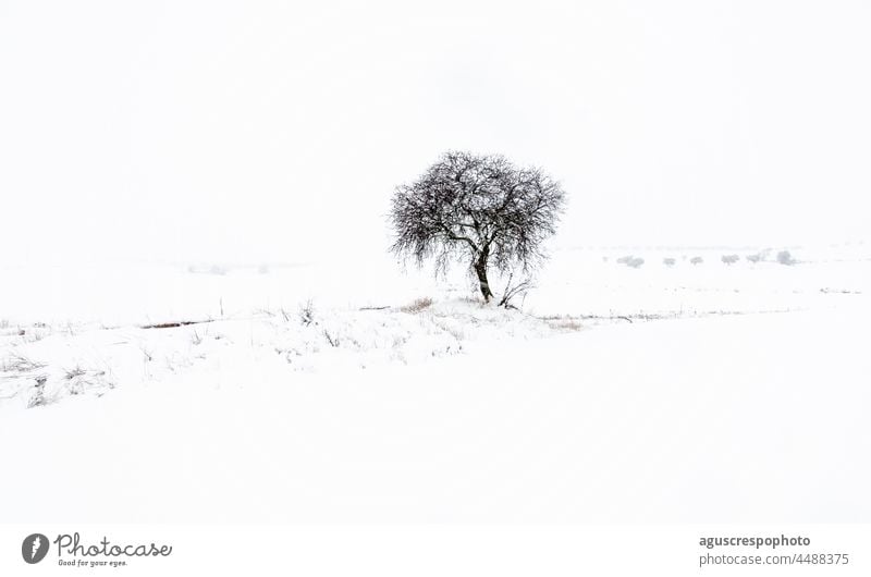 Snowy footprint showing a lone leafless tree with a blanket of snow in front, at its feet and in the background, where silhouettes of more distant trees can be seen. With an overcast white sky.