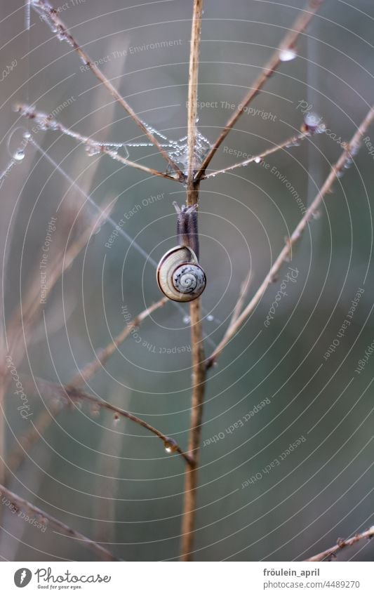 UT Teufelsmoor | Snail and Dew Crumpet Snail shell Animal Nature Close-up Exterior shot Colour photo Feeler Slowly Shallow depth of field Small Animal portrait