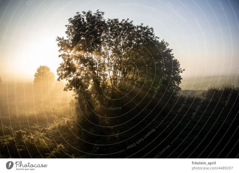 UT Devil's Flood | Ray Flood Sunbeam sunbeam Sunlight Sunrise Tree Light Visual spectacle Shadow Nature Exterior shot Colour photo Deserted Landscape Back-light