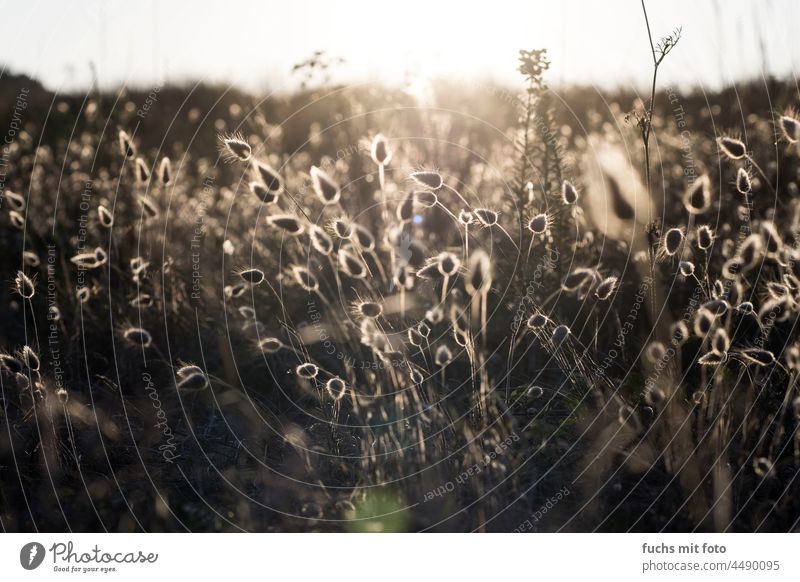 Pampas grass, beach grass against the light Back-light Nature Sunrise Plant Exterior shot Deserted Sunlight Summer Landscape Environment Beautiful weather