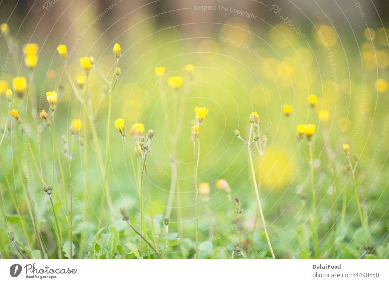 tea plants with sun rays abstract backdrop background beautiful blur blurred bokeh daisy day environment field flower fresh garden grass green landscape lawn