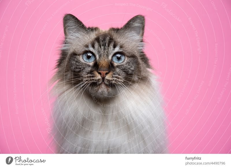 fluffy birman cat with blue eyes portrait on pink background fur feline longhair cat seal tabby point beige studio shot indoors one animal copy space cute