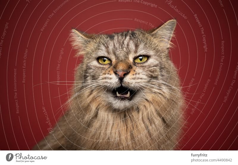 fluffy cat with yellow eyes making funny face meowing on red background longhair cat pets fur feline norwegian forest cat tabby studio shot portrait