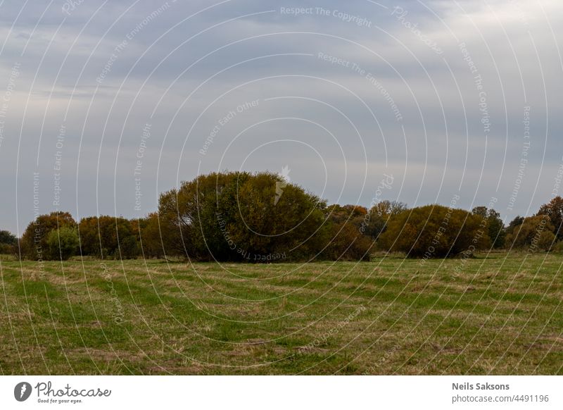 green meadow in Latvia countryside, willow bushes in distance, grey blueish cloudy sky agriculture background beautiful big clouds cloudy day