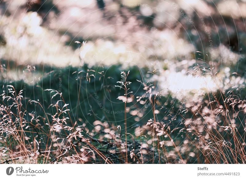 grass in the wind Grass Summer grass Wind Wind Whisper summer meadow Meadow Grass meadow summer wind Dry wind noise Hissing Tuft of grass blades of grass August