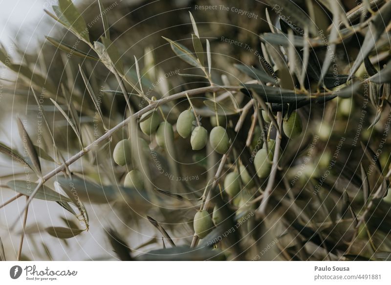 Olives in the tree Olive oil Olive tree Olive grove Tree Agriculture Agricultural crop Fruit Olive harvest Olive leaf Environment Colour photo Exterior shot