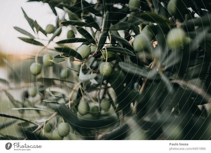 Olives in the tree Olive oil Olive tree Mediterranean Autumn Plant Green Olive grove Deserted Olive leaf Nature Olive harvest Colour photo Exterior shot Day