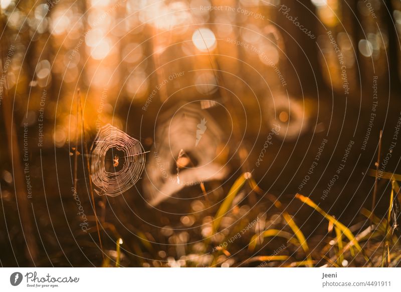 Spider webs in the autumn forest spiderweb Spider's web Cobwebs Forest Woodground Autumn Autumnal Autumnal colours autumn colours Light Back-light Sunlight