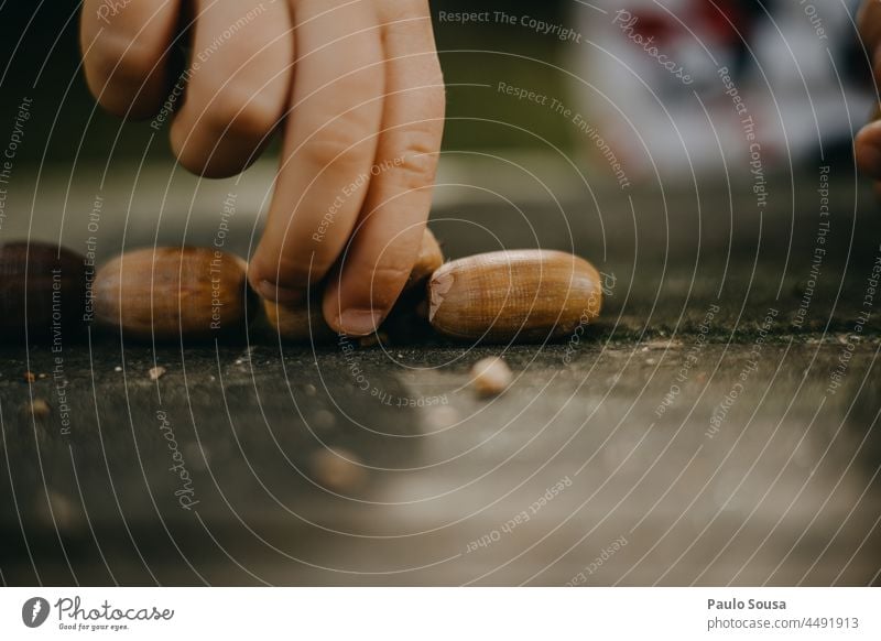 Close up child hands playing with acorn Acorn acorns Oak tree Autumn Authentic Autumnal Autumnal colours Close-up Hand Child Brown Colour photo Exterior shot