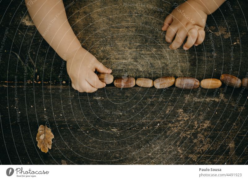 Child playing with acorns Acorn Autumn Authentic fall Close-up Hand Detail Brown Colour photo Nature Exterior shot Green Tree Plant Leaf Environment Playing