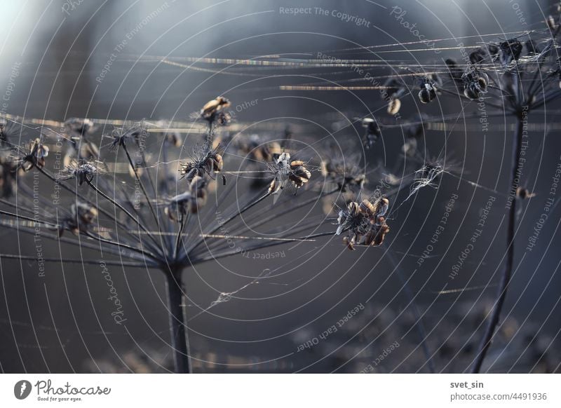 Heads of dry umbrella plants and spider webs in the cold blue light of an autumn morning. head seeds abstract background background abstract beautiful beauty