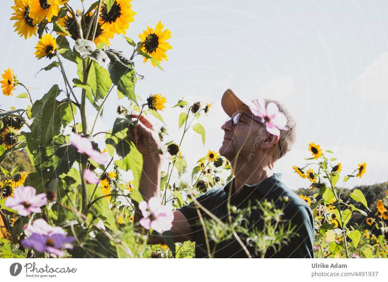 UT Teufelsmoor 2021 - Gardener Inspection Human being Man Exterior shot Adults Sunflowers Sunflower field pick flowers blossoms naturally blurriness Nature