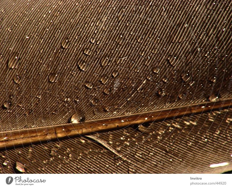 Spring with water droplet 2 Feather Drops of water Water Macro (Extreme close-up) F717 Detail