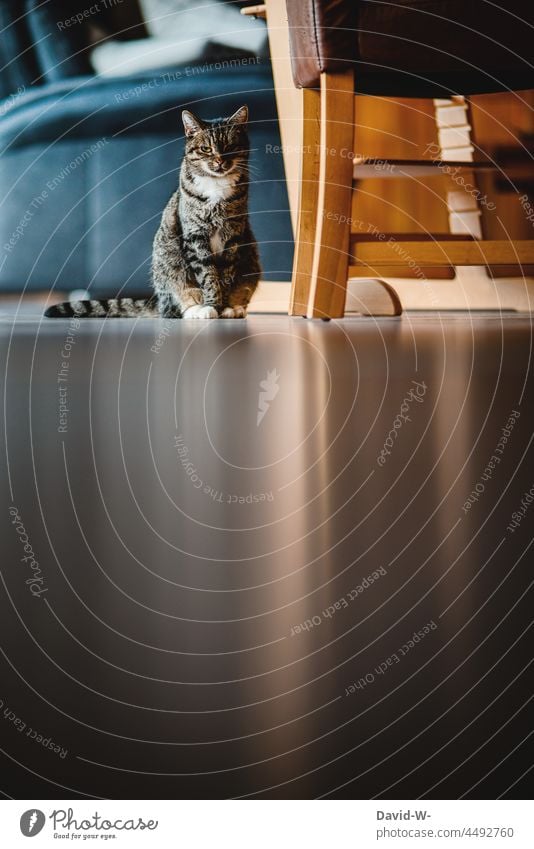 Cat sits on the floor and radiates calm and serenity tranquillity Smooth Soul Pet pretty Domestic cat Shadow lithesome Reflection especially Living room at home