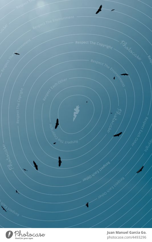 Vultures flying in circles on clear sunny day confusion hunger wings search attention death alert flight path freedom group greed destiny route prey survival