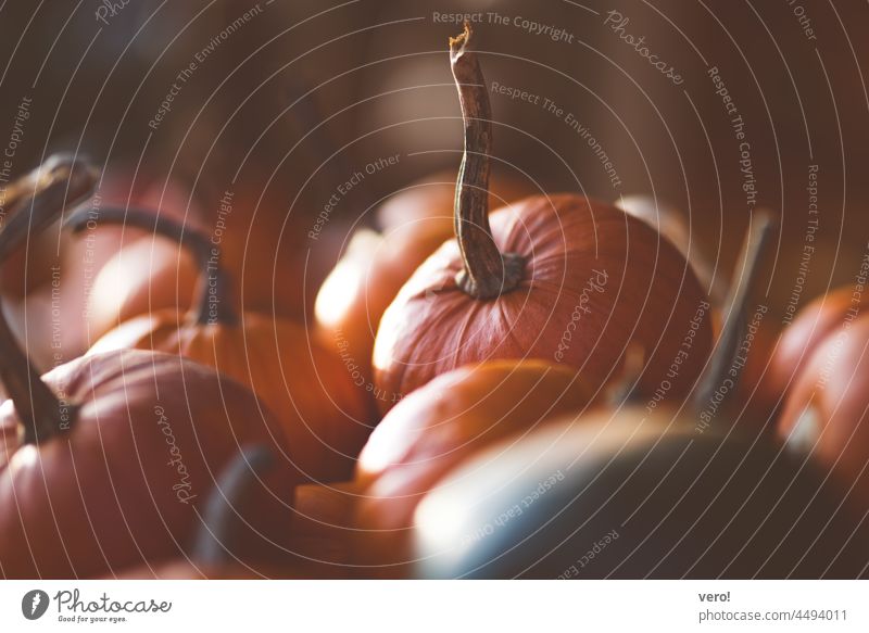 backlight, pumpkins Sun Sunlight Pumpkin farm shop ornamenting decorations Greengrocer Nature Harvest Orange Sense of Autumn Autumnal weather Autumnal colours