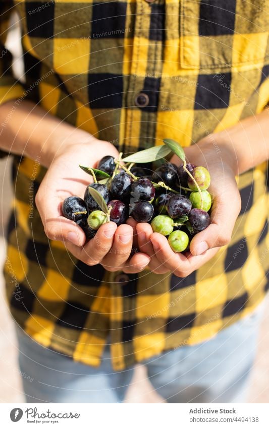 Unrecognizable gardener with ripe olives handful harvest organic pick collect agriculture countryside summer edible summertime farm agronomy rustic fresh season