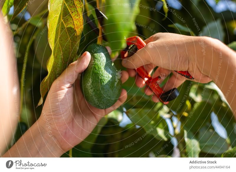 Unrecognizable gardener cutting avocado from branch pruning shears tool harvest cultivate tree person organic instrument leaf fruit hand botany collect natural