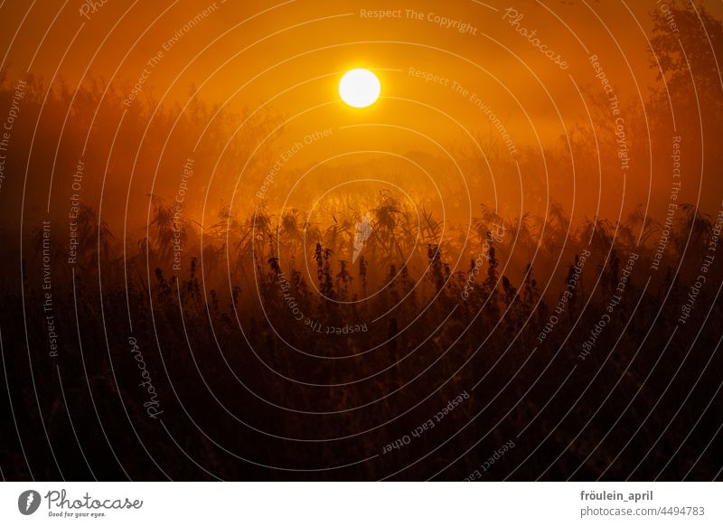 UT Teufelsmoor 2021 | Sunrise Sunlight Sunbeam Nature Light Landscape Morning Back-light Fog Dawn Plant Stinging nettle warm Autumn Bog Deserted Meadow