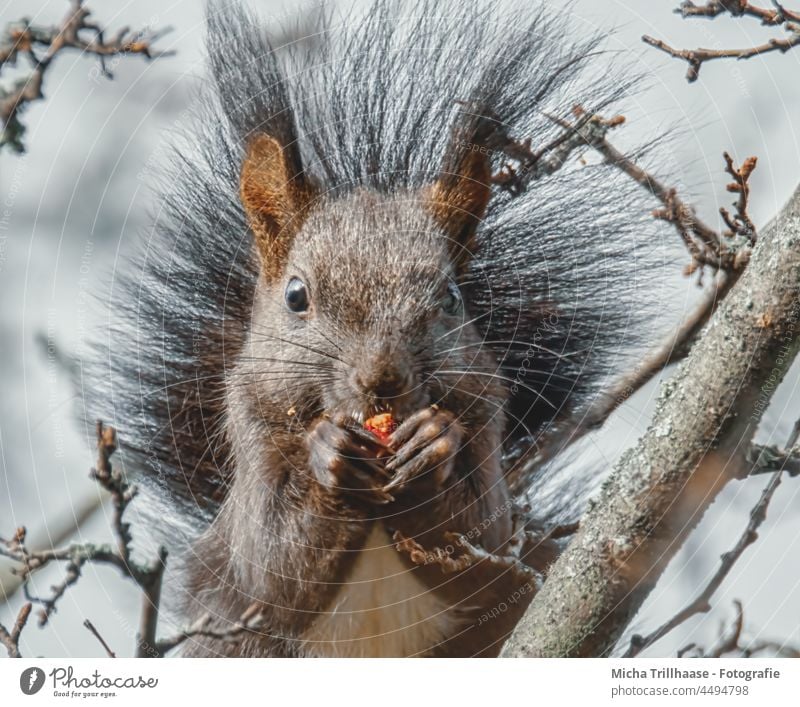 Eating squirrel in a tree Squirrel sciurus vulgaris Animal face Head Eyes Nose Ear Paw Claw Pelt Wild animal To feed To hold on Near Cute Tree