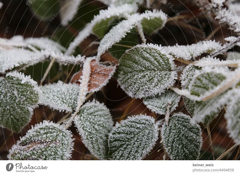 Leaves of wild blackberry covered with ice crystals of hoarfrost leaves Hoar frost Winter Frost Cold Nature Wintertime Exterior shot Winter mood Winter's day