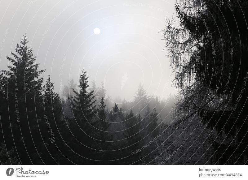 The misty sun over the dark fir Tann Coniferous forest fir forest foggy pale light Sun Winter Fog trees Frost Cold Hoar frost winter landscape Tree Nature