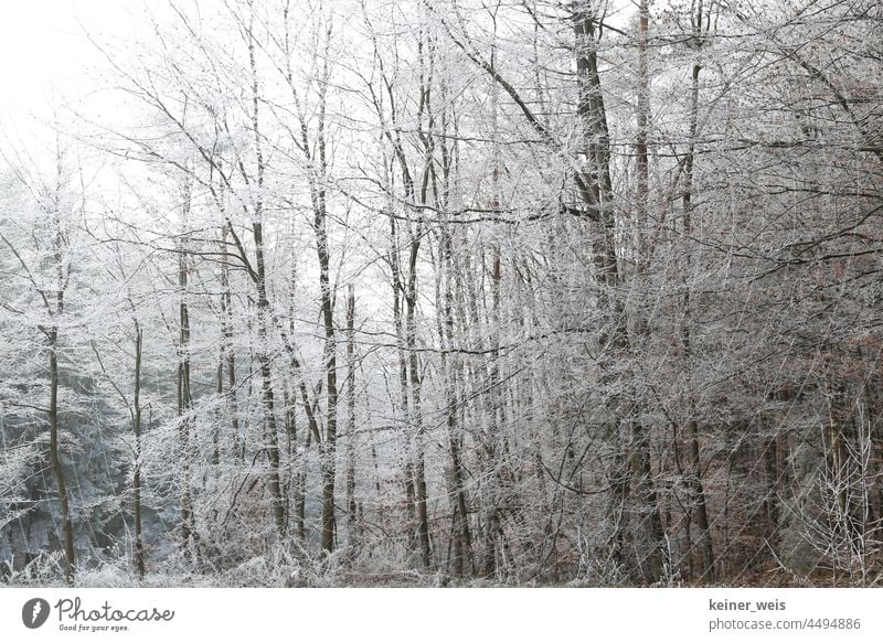 The forest so white with mist and frost Forest Fog Frost Winter Winter forest Cold Hoar frost winter landscape Tree Nature Wintertime Exterior shot Landscape