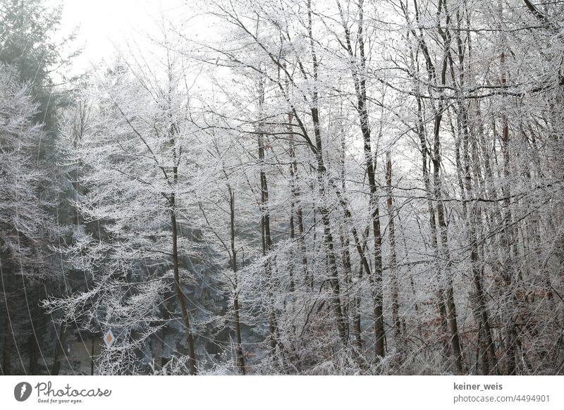 Winter forest with hoarfrost Forest Cold Hoar frost winter landscape Tree Nature Wintertime Exterior shot Landscape Winter mood Winter's day Frost Mature