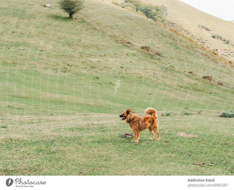 Dog on grassy meadow in nature dog animal field slope countryside canine pet habitat specie fauna creature obedient summer green fluff adorable mammal cute