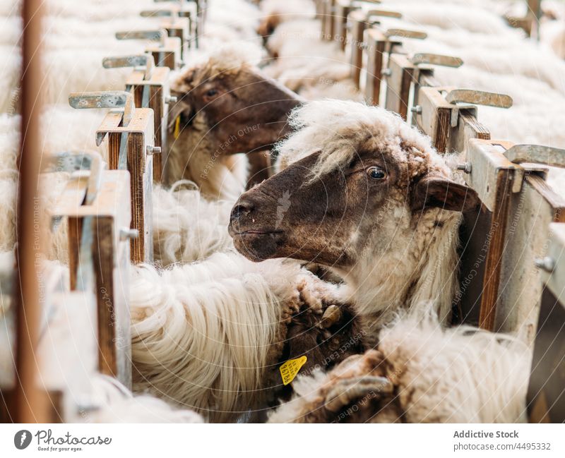 Herd of sheep waiting to get markings on wool feeding in farm animal mammal livestock feeder countryside flock lamb paddock nature farmland herbivore cattle