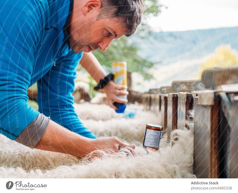 Young man vaccinating herd of sheep in farm vaccine farmer veterinary countryside animal mammal livestock concentrate enclosure male young casual medication