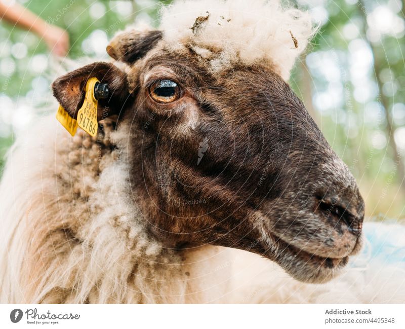 Attentive sheep with ear tag looking away in nature animal mammal herbivore countryside livestock muzzle wool calm fauna peaceful farm zoology farmland ewe