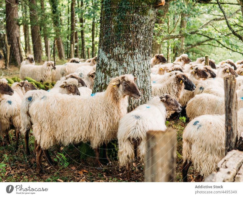 Herd of sheep pasturing in green forest in sunlight pasture animal livestock countryside wool mammal habitat nature flock fluff fauna lamb tree creature