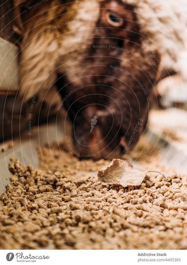 Sheep feeding in cage in farm sheep feeder enclosure animal mammal livestock countryside fauna hungry food pasture creature breed domestic rural muzzle