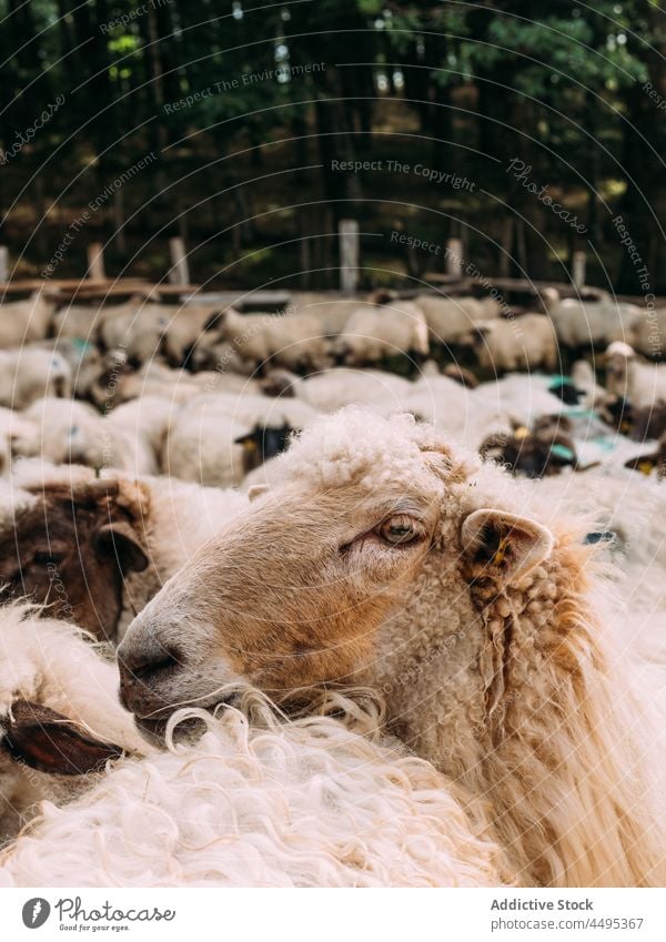 Herd of sheep in enclosure in farm animal pasture countryside livestock mammal farmland village nature herd herbivore flock graze zoology wool farmyard fauna