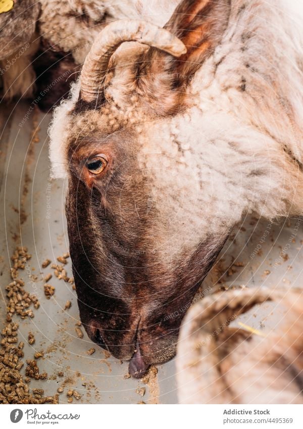 Herd of sheep feeding in farm animal mammal livestock wool feeder countryside flock lamb paddock nature farmland herbivore cattle rural graze fauna agriculture