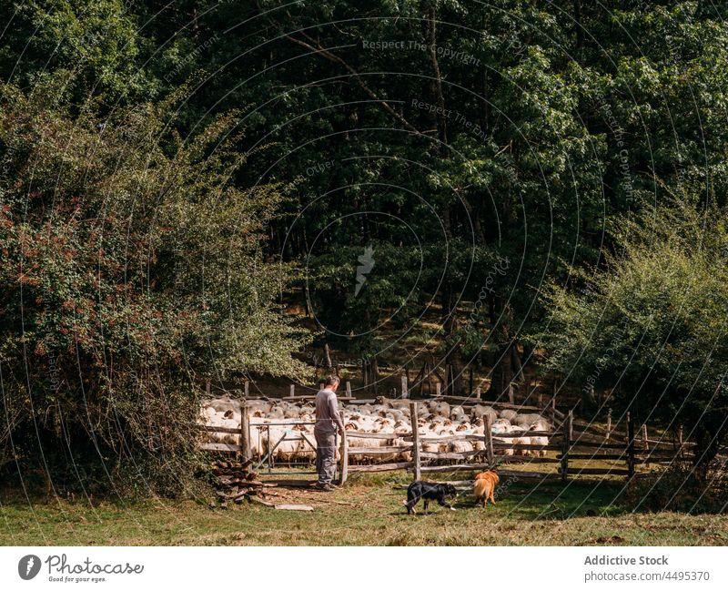 Dogs walking near male farmer and herd of sheep standing in enclosure man shepherd countryside animal mammal dog nature tree pasture fence lush habitat