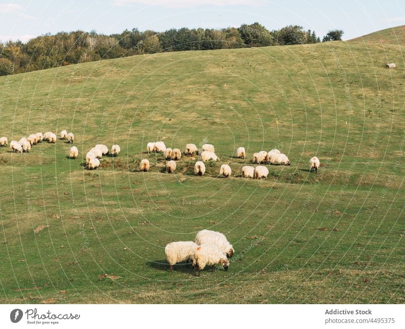 Herd of sheep pasturing on meadow in highland graze pasture animal farm mountain flock countryside nature livestock mammal rural herd picturesque fluff field