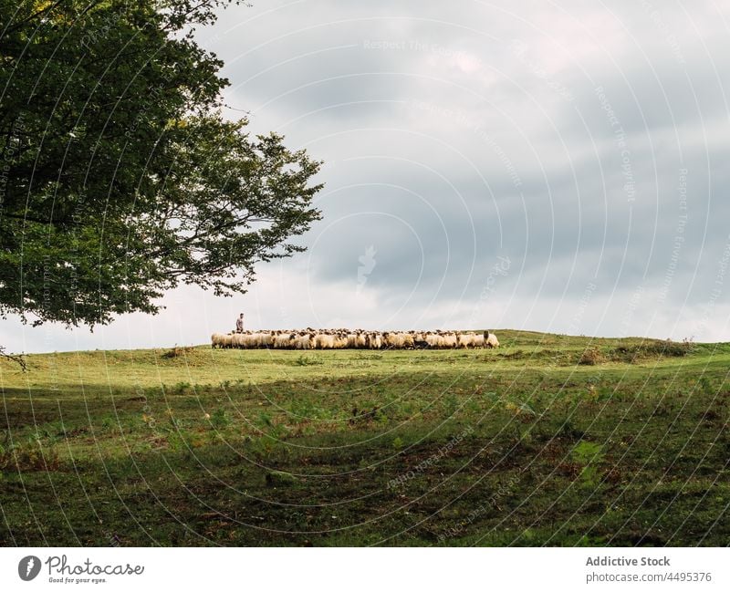 Anonymous farmer driving sheep on grassy meadow man graze shepherd nature countryside animal pasture valley rural picturesque male tree cloudy sky spain mammal