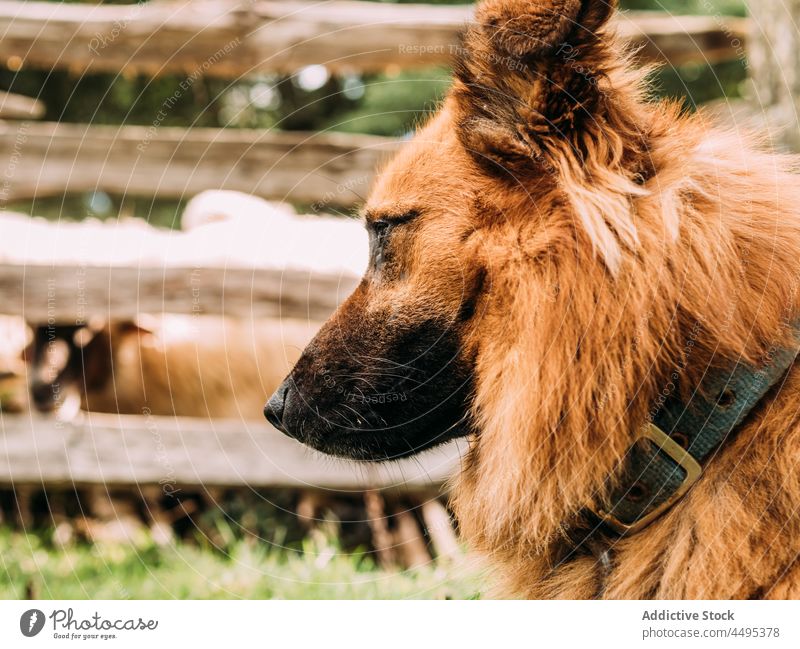 Cute purebred dog standing near enclosure and looking away in farm basque shepherd dog animal countryside pet guard mammal attentive canine breed adorable sheep