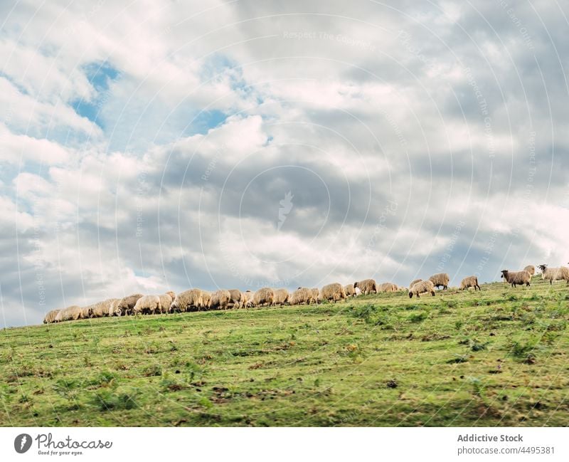 Herd of sheep pasturing on meadow in highland graze pasture animal farm mountain flock countryside nature livestock mammal rural herd picturesque fluff field