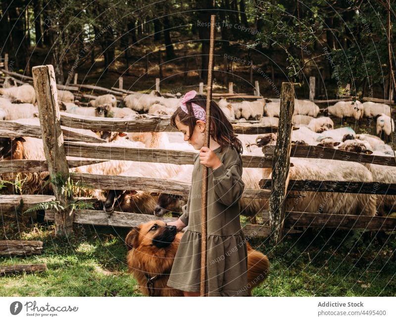 Adorable child stroking purebred dog in sheep farm caress basque shepherd dog animal girl countryside pet mammal cute enclosure adorable kid dress tree camp