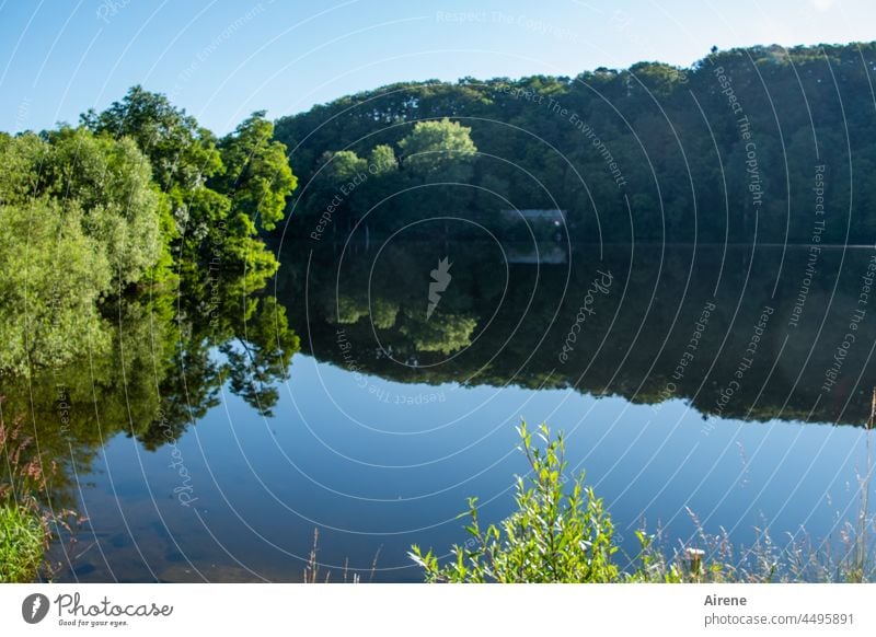 Nothing stirs there. Lake Green tranquillity Reflection Summer Water reflection Calm Blue Forest Idyll Relaxation Lakeside Nature water level Peace