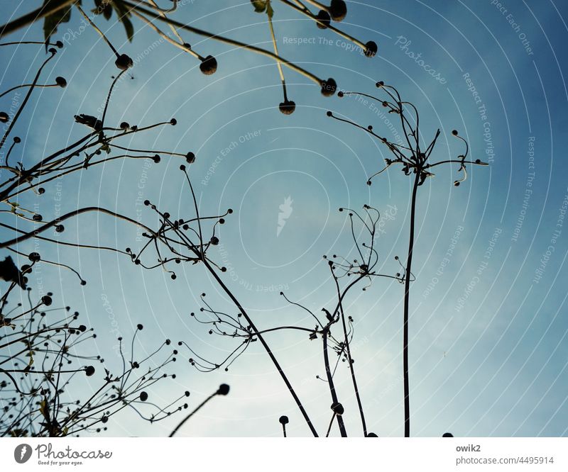 Late Autumn Anemones Bushes Plant Nature stalks Thin Fragile Mysterious Peaceful vegetation Exterior shot Crowfoot plants Colour photo Day Deserted Hope Growth