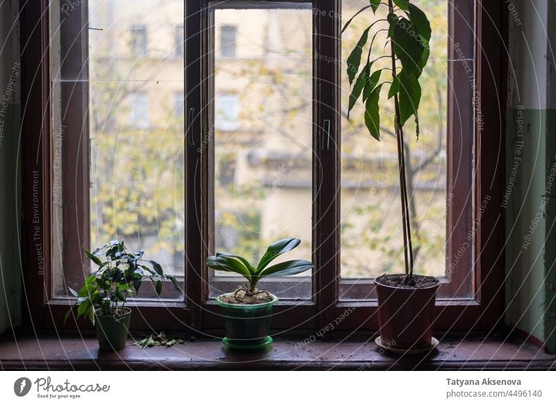 House plants in pots on windowsill houseplant indoor leaf green gardening growth decoration flora floral nobody potted glass window sill wooden potted plant