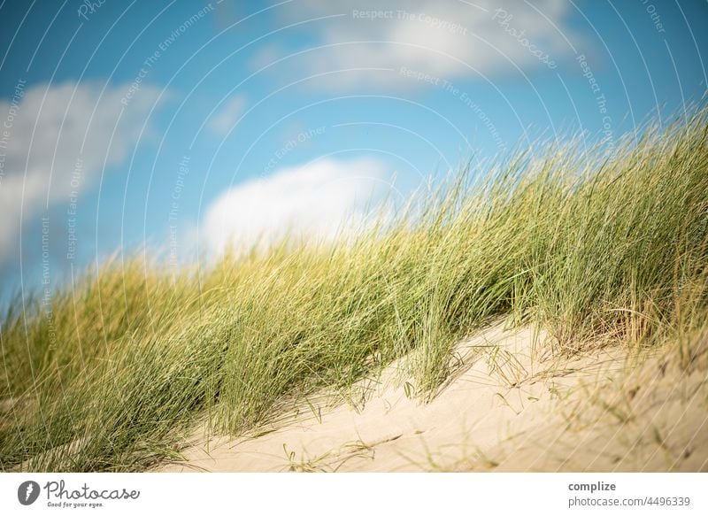 Dune and dune grass at the North Sea Sunbeam Sunlight Copy Space top Deserted Exterior shot Far-off places Target Zeeland Netherlands duene Marram grass Grass