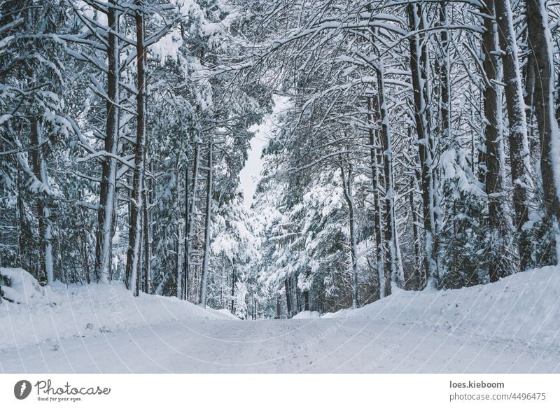 Winter road through snow covered tree alley in Tirol, Austria winter frost white background nature landscape cold forest season snowy outdoor beautiful ice